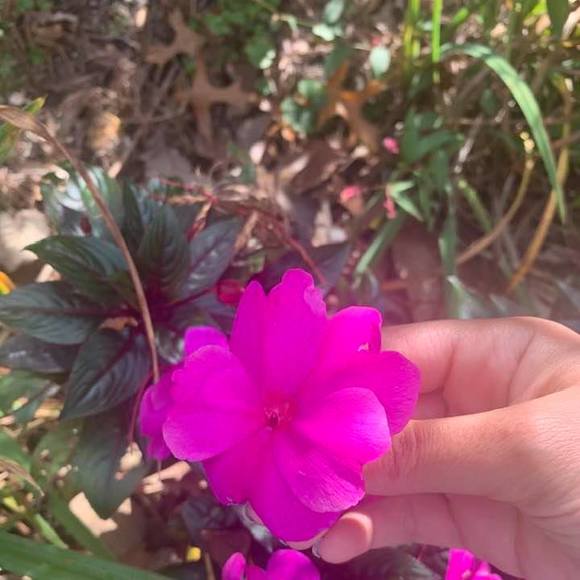 Meet your Posher, Avideh - Picture 1 of 1